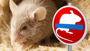 Schadnager (Maus) sitzt neben einem Verbotsschild gegen Mäuse
