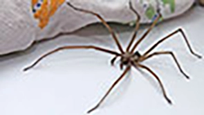 Nahaufnahme einer Hausspinne