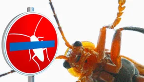 Eine Schabe neben einem Verbotsschild als Symbol 'Für Ungeziefer verboten'