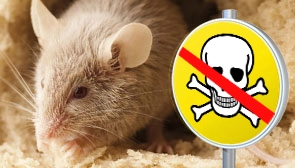 Eine Maus kauert neben einem Verbotsschild gegen Schadnager Schadnager sitzt neben einem Verbotsschild gegen den Einsatz von Mitteln zur Bekämpfung von Mäusen und Ratten
