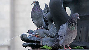 Mehrere Tauben sitzen auf einem Brunnen.
