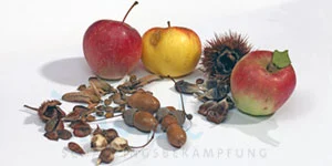 Siebenschläfer Nahrung, Äpfel, Blumenzwiebeln, Nüsse, Waldfrüchte