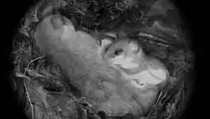 Siebenschläfer mit Jungem im Nest in einer Baumhöhle Siebenschläfer mit Jungem im Nest in einer Baumhöhle