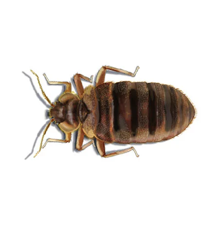 Bettwanze