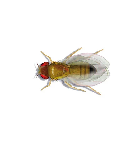 Fruchtfliege