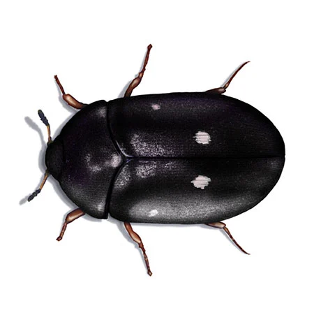 Gefleckter Pelzkäfer