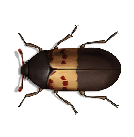 Gemeiner Speckkäfer