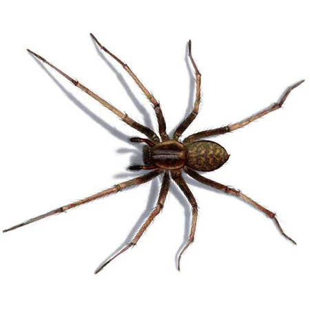 Große Winkelspinne, Hausspinne