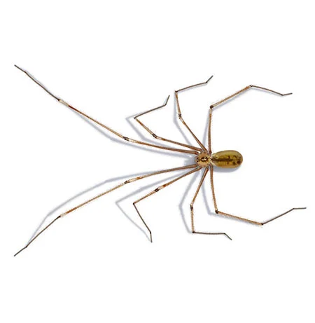 Große Zitterspinne
