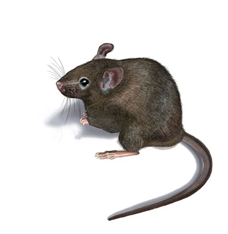 Hausmaus