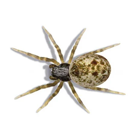 Heckenlauerspinne, Mauerspinne