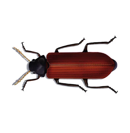 Holzwurm, Gemeiner Nagekäfer