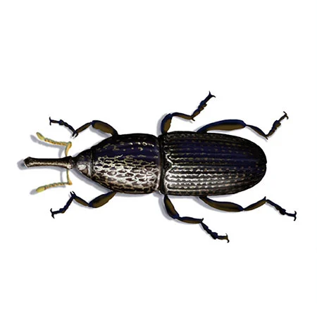 Kornkäfer