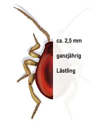 Vorschaubild