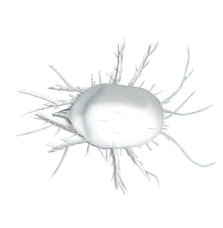 Mehlmilbe