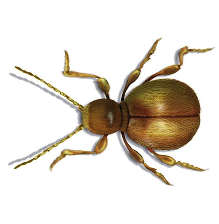Messingkäfer