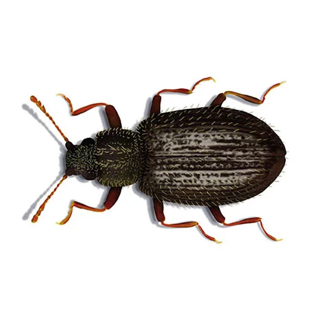 Moderkäfer