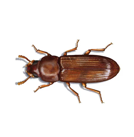 Rotbrauner Reismehlkäfer