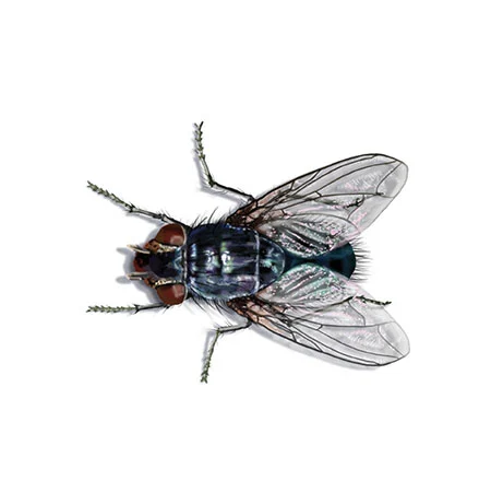 Schmeißfliege