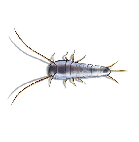 Silberfischchen