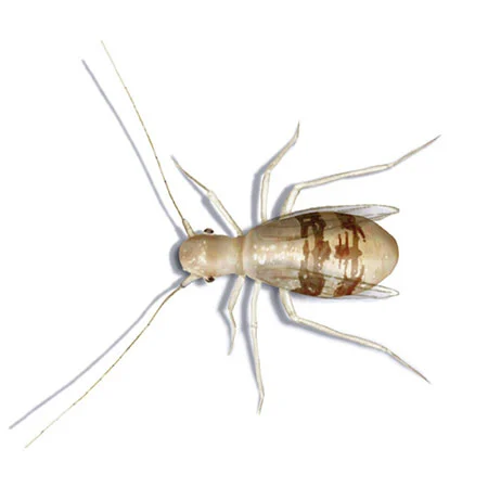 Staublaus