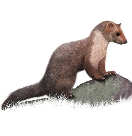 Steinmarder