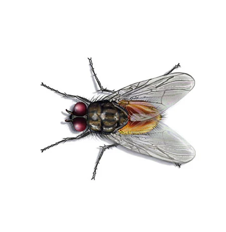 Stubenfliege