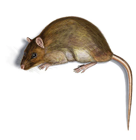 Wanderratte