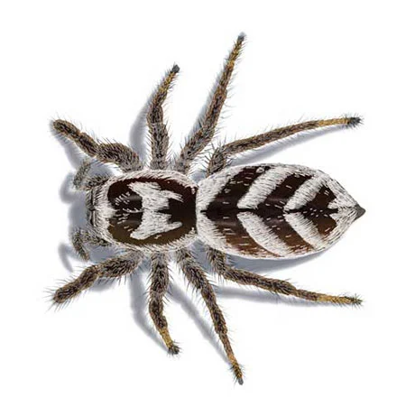 Zebraspringspinne, Harlekinspringspinne