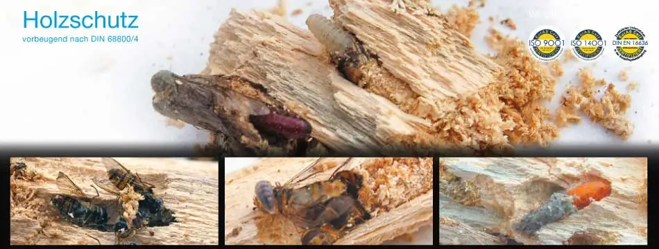 Nahaufnahmen von verschiedenen Holzschädlingen die sich durch Holz fressen.