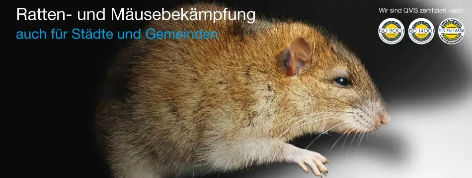 Nahaufnahme einer Ratte.
