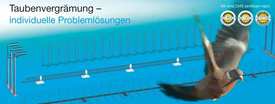 Fliegende Taube vor einer Grafik mit Vogelabwehrspitzen.